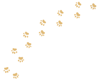 Tanzania Safari