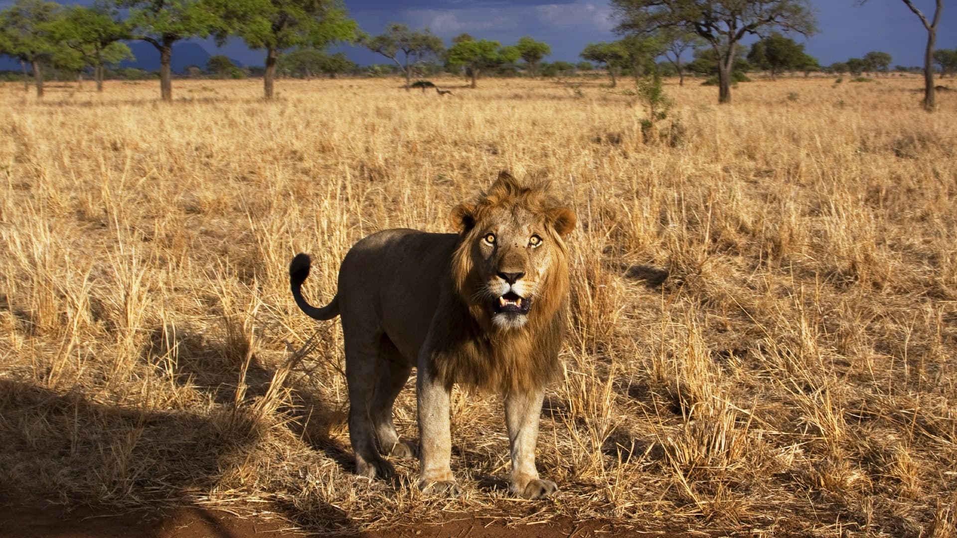 Uganda Complete (24 days)