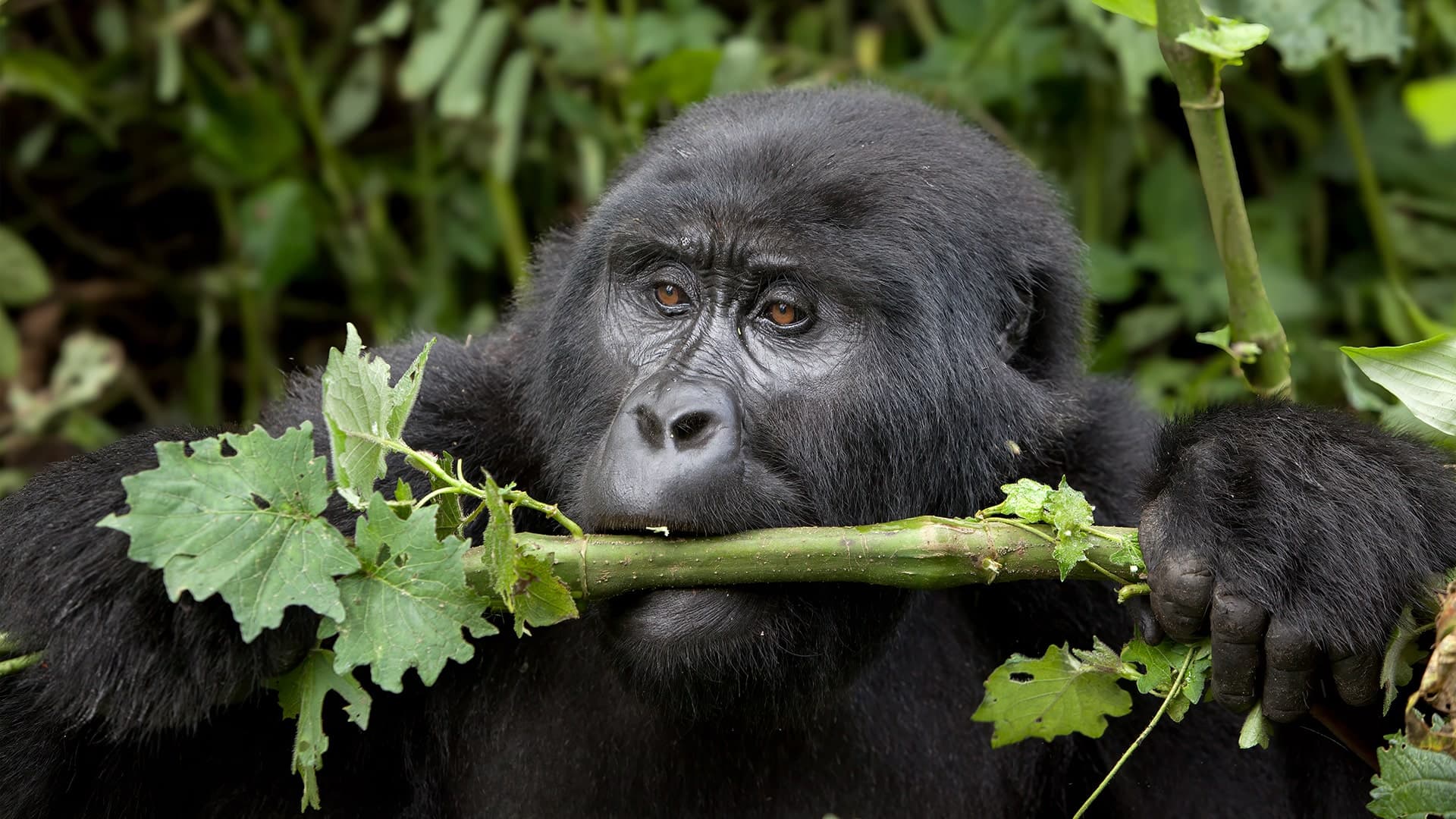 Group Tour Highlights of Western Uganda (10 days)