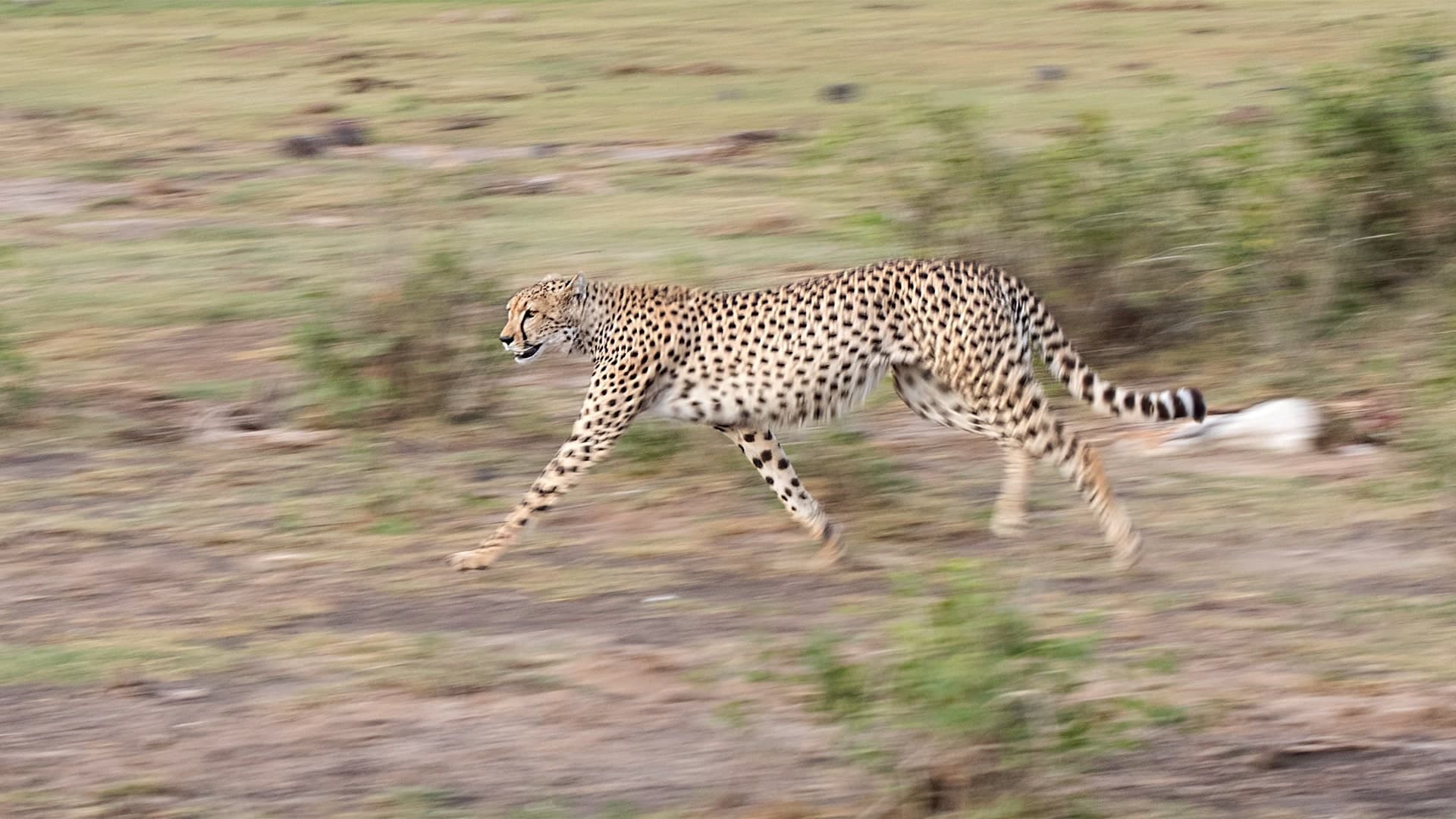 Kenya Safari and Beach (14 days)