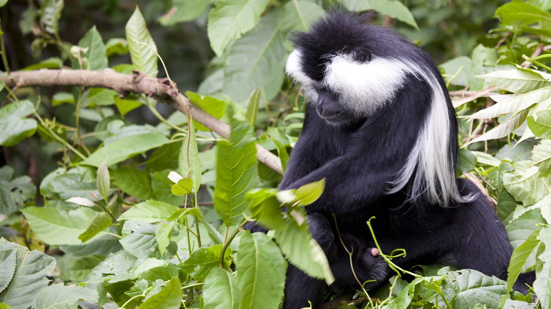 Primates of Rwanda – Private Tour (7 days)