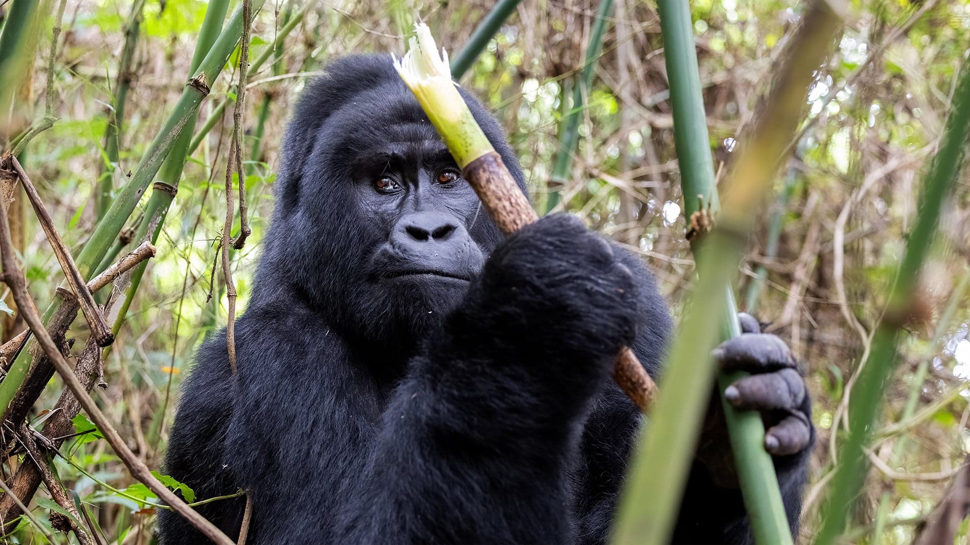 Gorilla Tracking Safari – Bwindi Impenetrable Forest (4 days)
